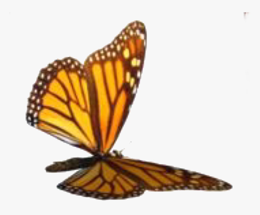 Image - Butterfly, HD Png Download, Free Download