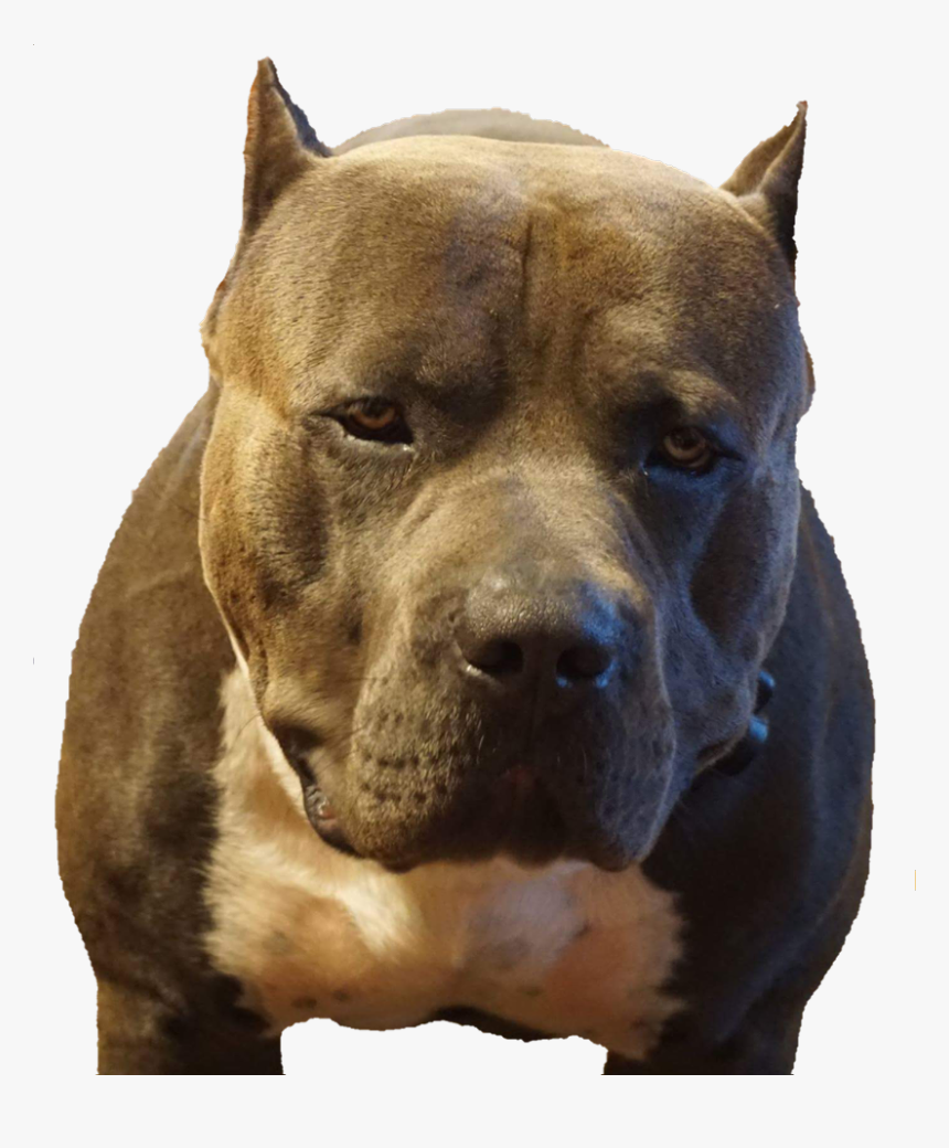 Булли пит. Питбуль. Big XXL Pitbull.