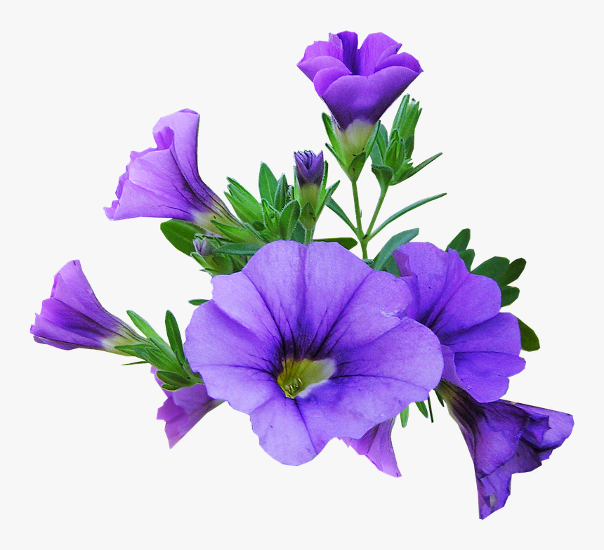 Purple Flowers Graphics, HD Png Download, Free Download