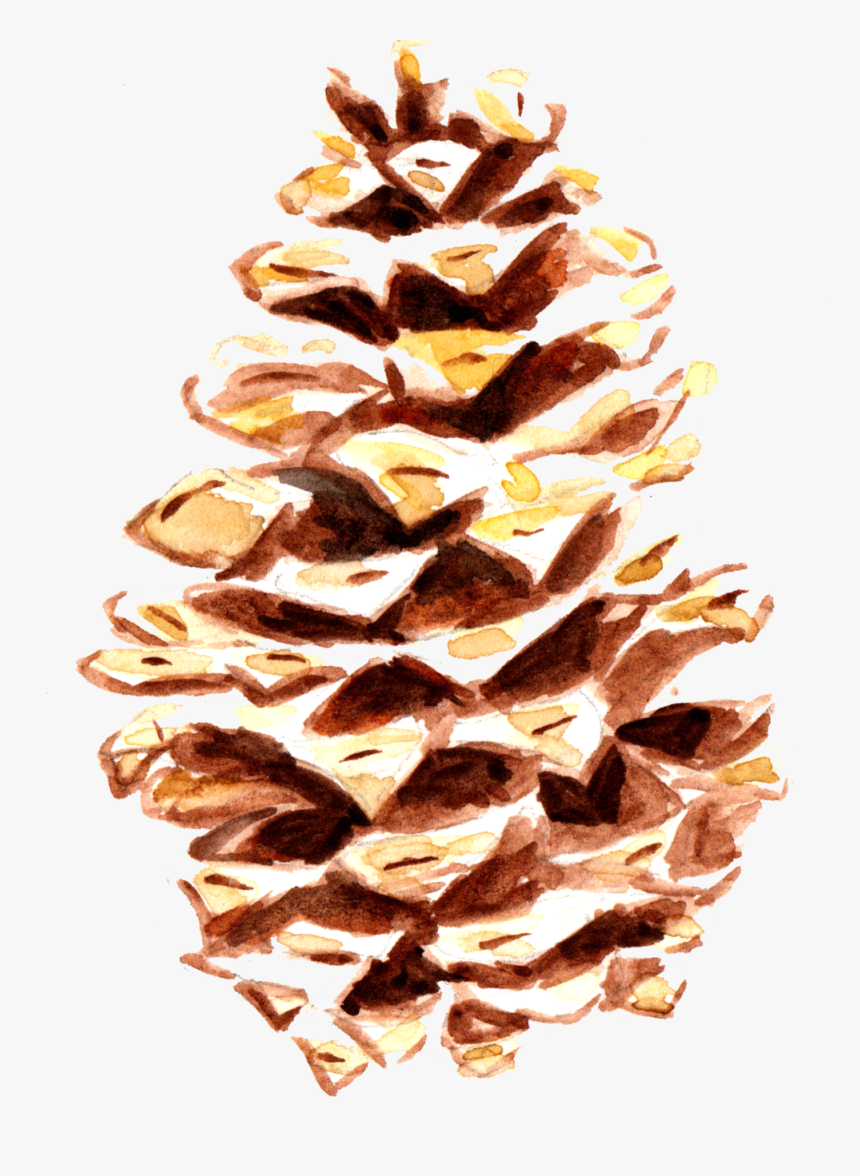 Pine Cone 1, HD Png Download, Free Download