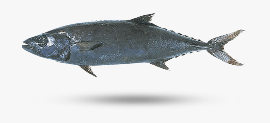 Escolar - Ex Lax Fish, HD Png Download, Free Download