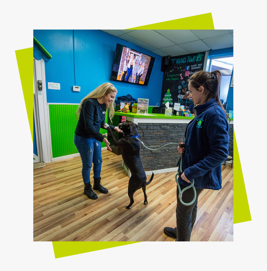 Black Dog On Hind Legs With Staff While On Leash Held - Hounds Town, HD Png Download, Free Download