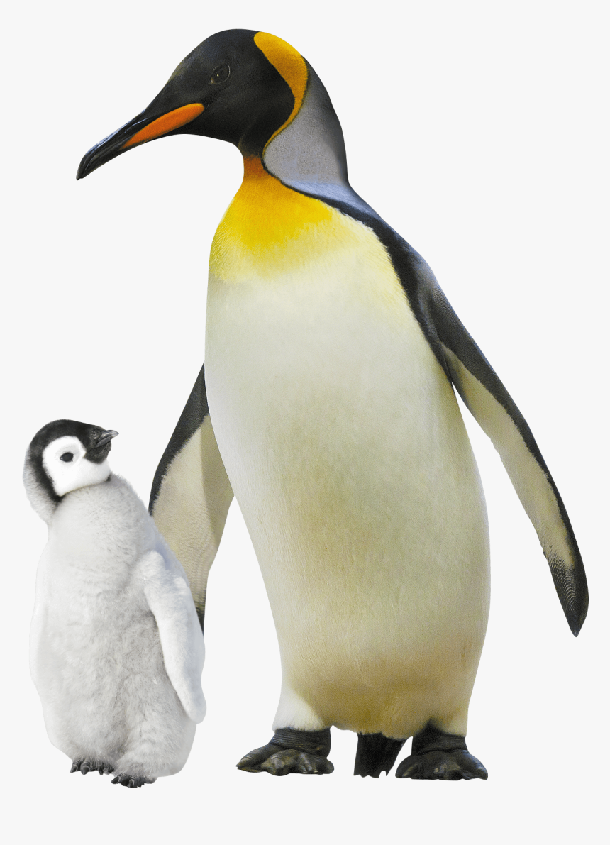 Emperor Penguin , Png Download - My Revision Notes: Ocr Gcse (9-1) Geography B, Transparent Png, Free Download