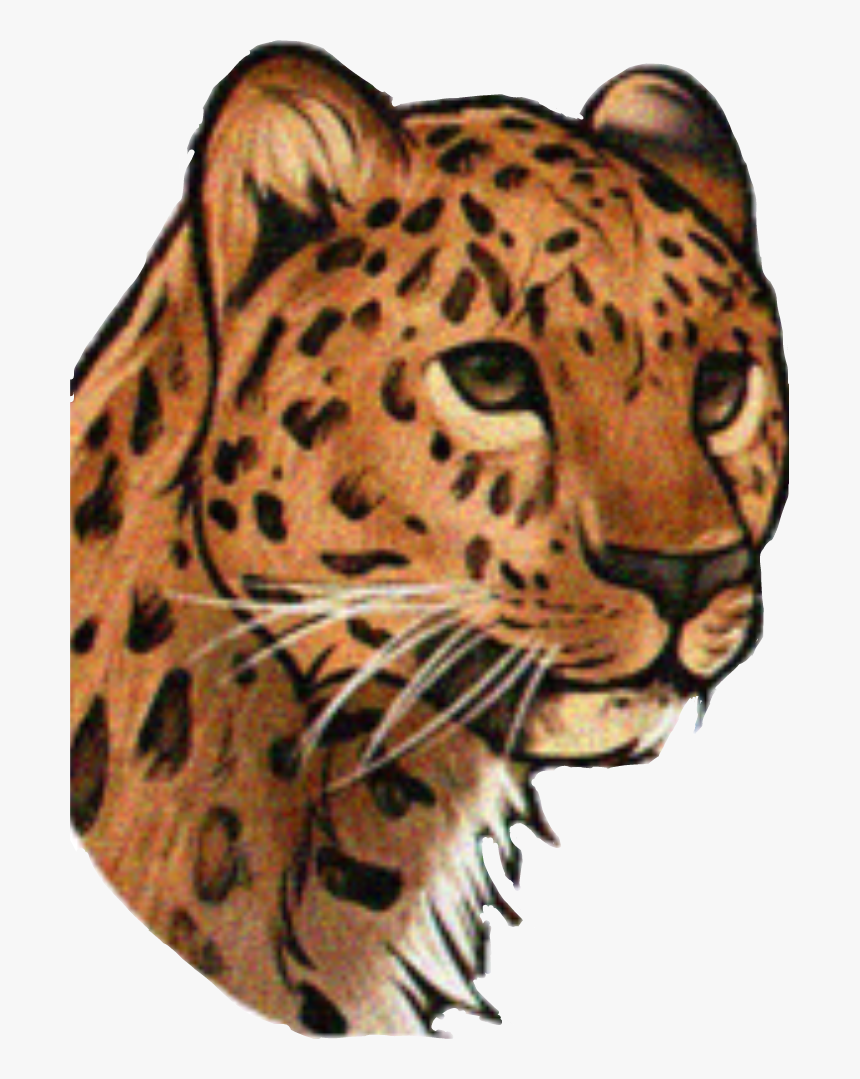 Cheetah Realistic Leopard Face Drawings Hd Png Download Kindpng