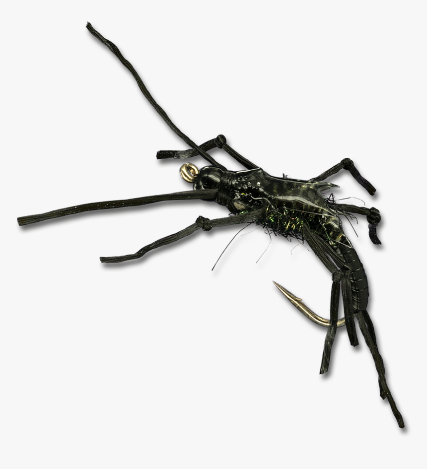 Rolling Stone - Black - Insect, HD Png Download, Free Download