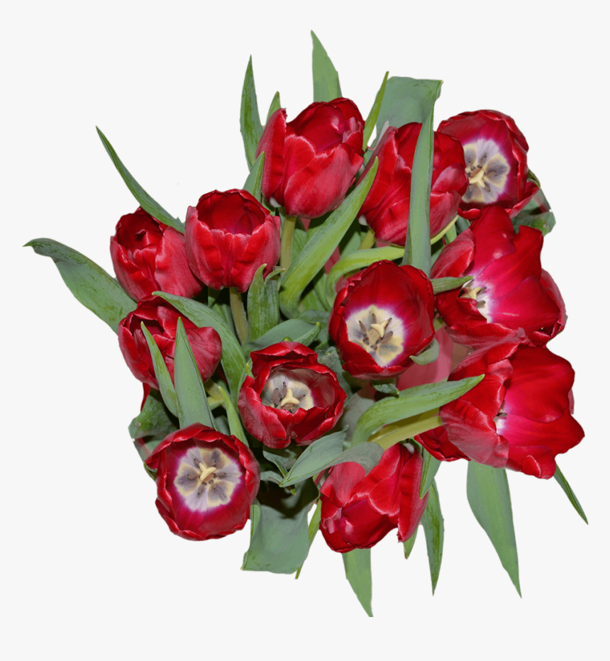 Red Tulip Flowers - Floribunda, HD Png Download, Free Download