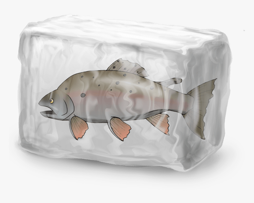 Trout, HD Png Download, Free Download