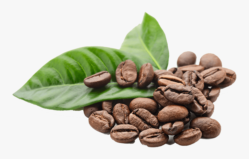 Arabica Coffee Beans Png, Transparent Png, Free Download