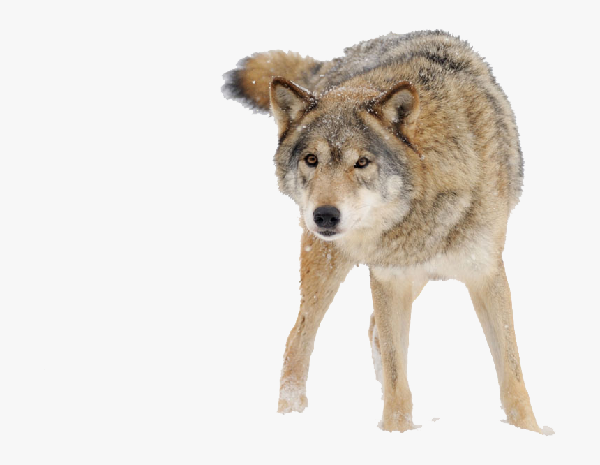 Snow Wolf Png Download - Snow Wolf Png, Transparent Png - kindpng