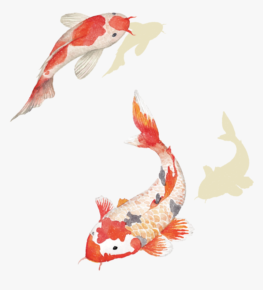 Carp Chinese Download Hd Png Clipart - Koi Fish Png Transparent, Png Download, Free Download