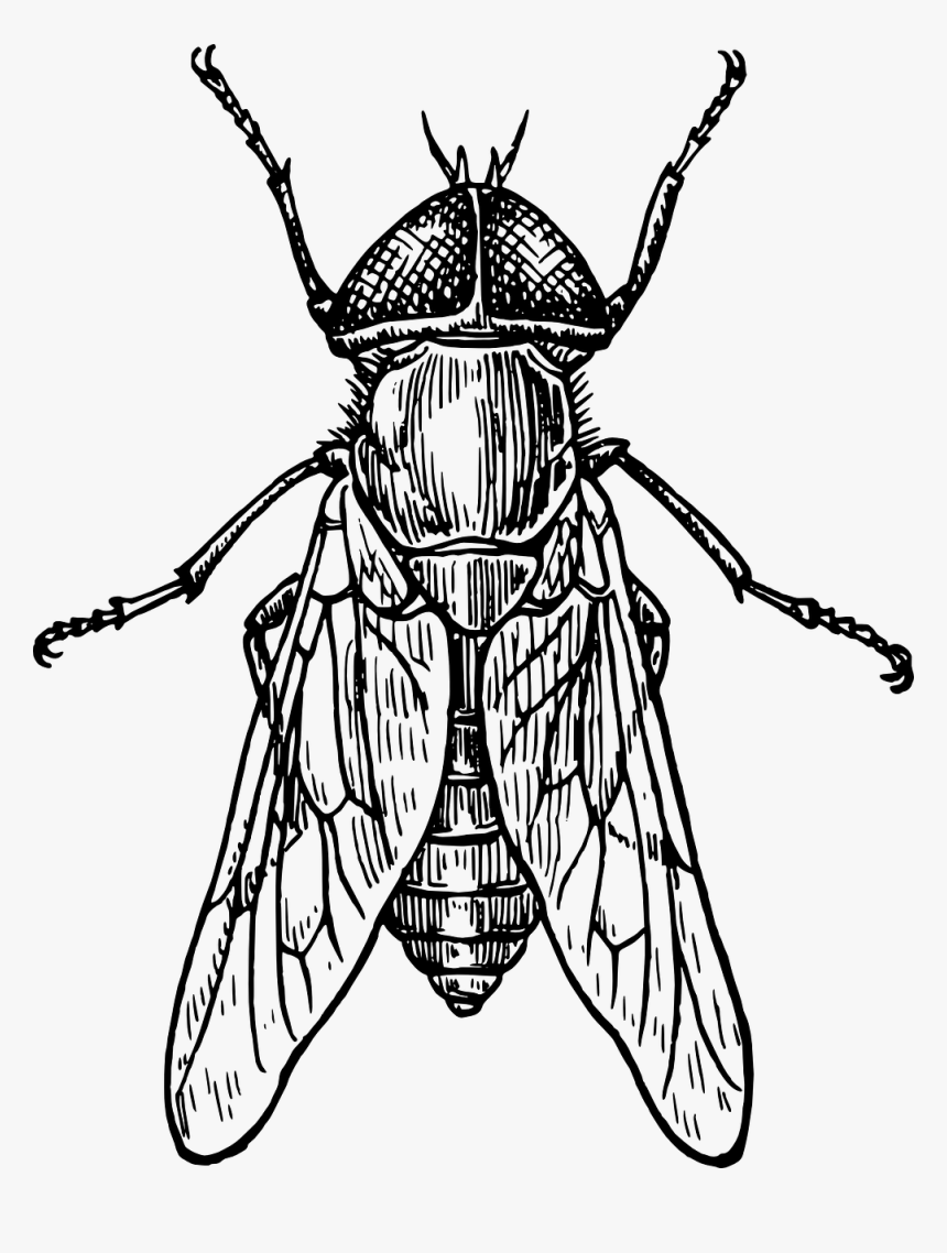 Insect Fly Drawing Hd Png Download Kindpng