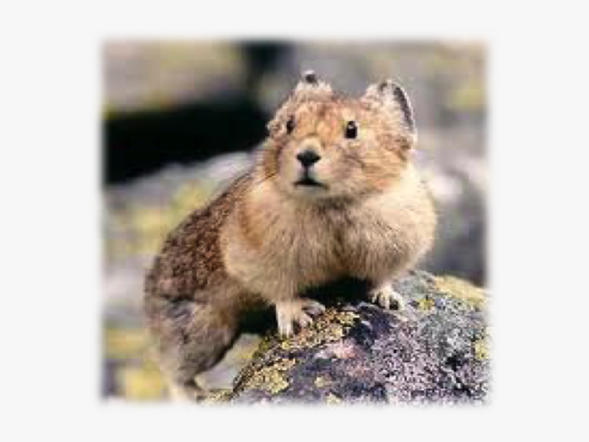 American Pika, HD Png Download, Free Download