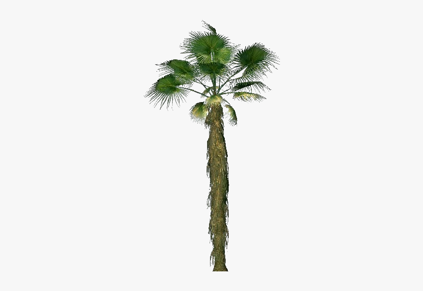 Mexican Washingtonia Png - Washingtonia Filifera Png, Transparent Png, Free Download