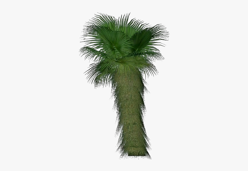 Mexican Washingtonia Png - Borassus Flabellifer, Transparent Png, Free Download