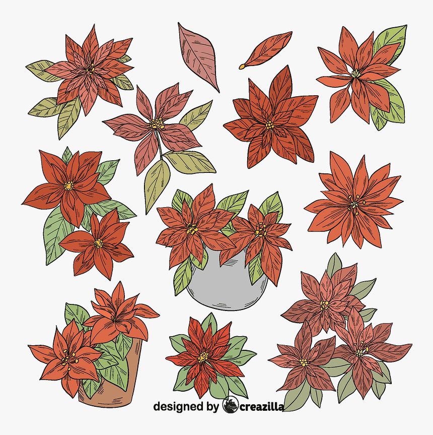 Set Of Poinsettia Vector - Carmine, HD Png Download, Free Download