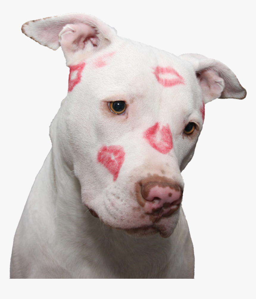 Transparent Valentine Puppy Clipart - Pitbull Kisses, HD Png Download, Free Download