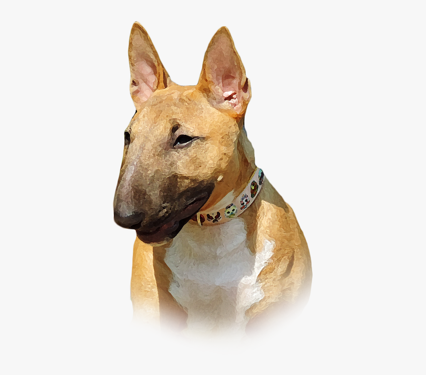 Bull Terrier Png, Transparent Png, Free Download