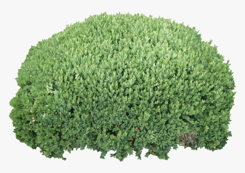 Png Bush , Png Download - Shrub Bush Transparent Background, Png Download, Free Download