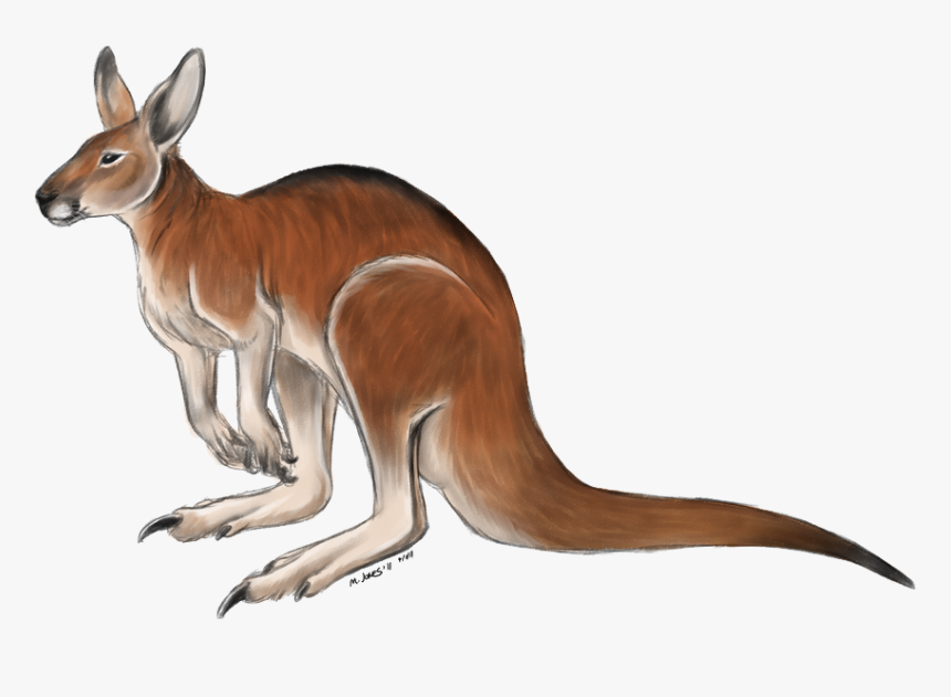 Kangaroo Free Png Image - Coloured Picture Of Kangaroo, Transparent Png, Free Download