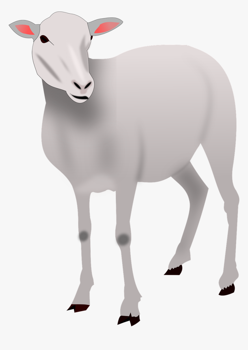 Sheep, HD Png Download, Free Download