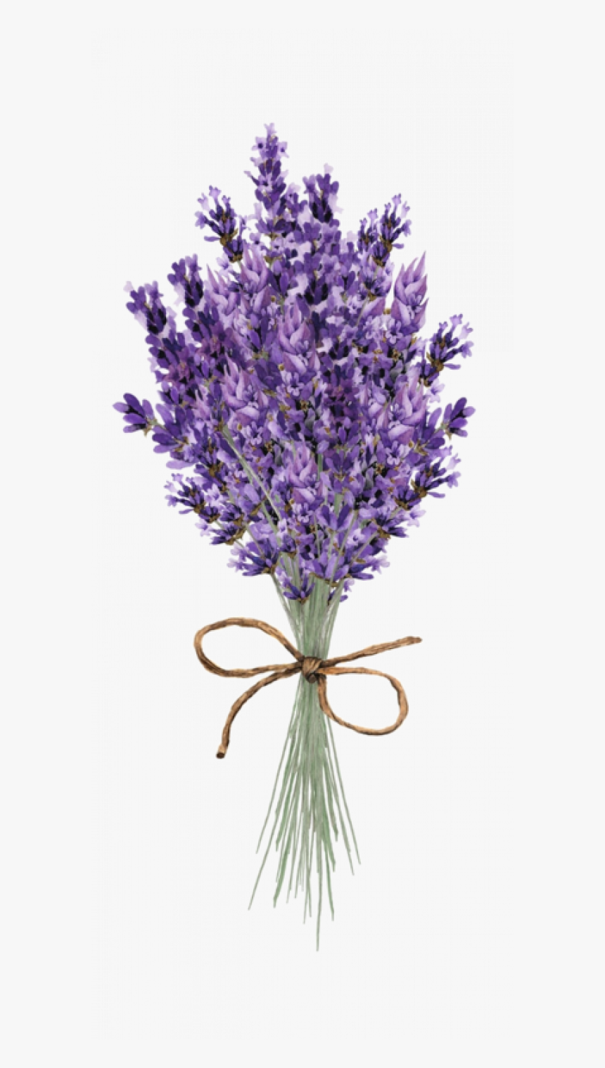 Transparent Background Lavender Bunch, HD Png Download, Free Download