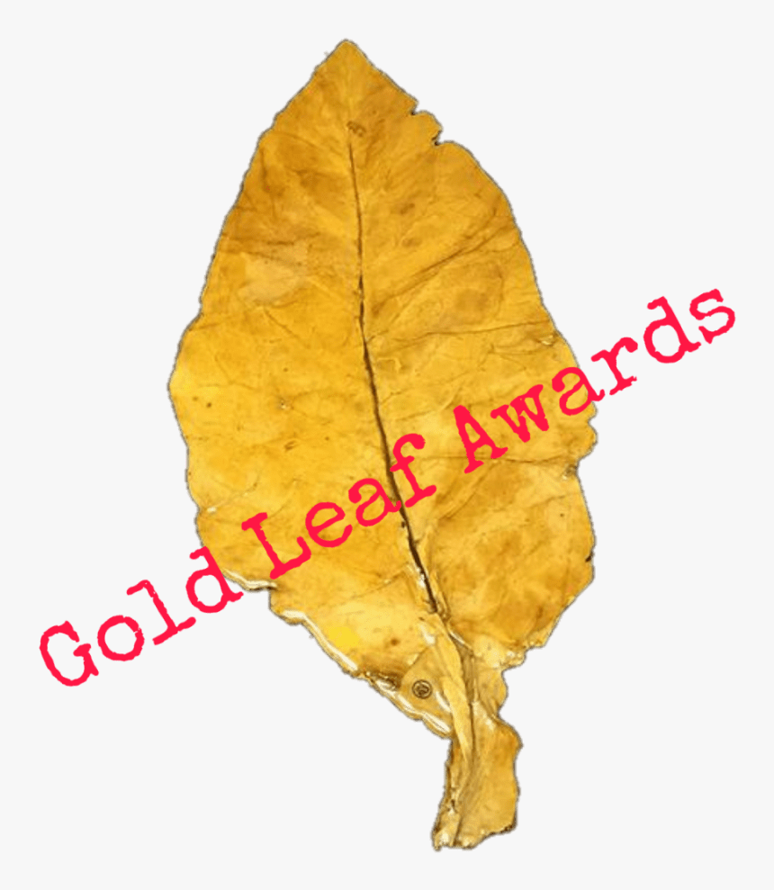 Gold Leaf Awards - German Shorthaired Pointer, HD Png Download, Free Download