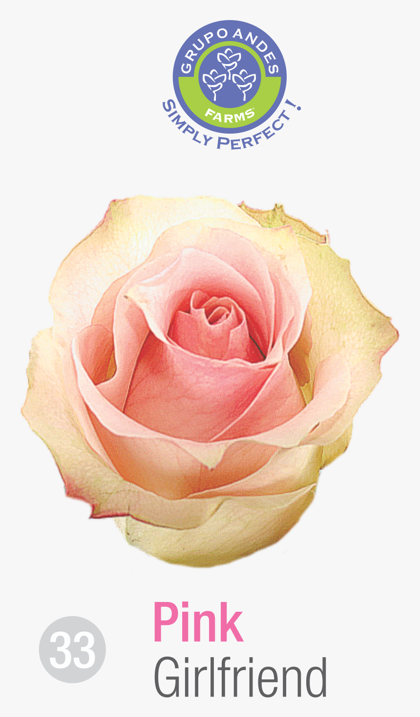 Rosa Variedad Girlfriend Grupo Andes Farms - Señrita Rose, HD Png Download, Free Download