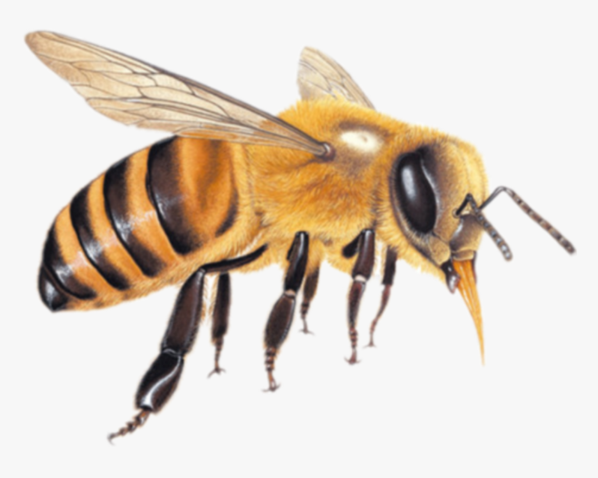 Пчела без фона. Пчела на белом фоне. Изображение пчелы. Пчела настоящая. Пчела вид сверху.