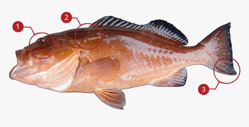 Red Grouper, HD Png Download, Free Download