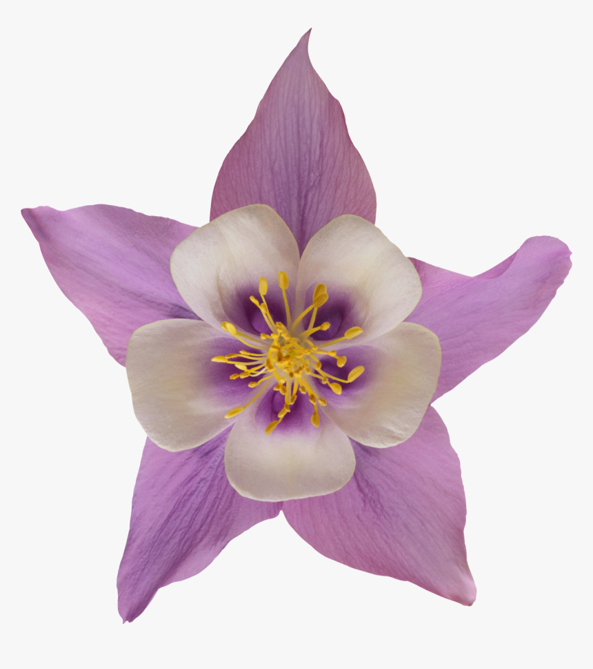 Flor Png File Png - Flores Bonitas En Png, Transparent Png, Free Download