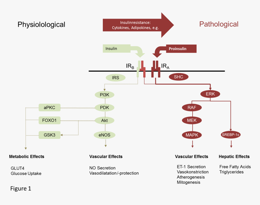 Diagram, HD Png Download, Free Download