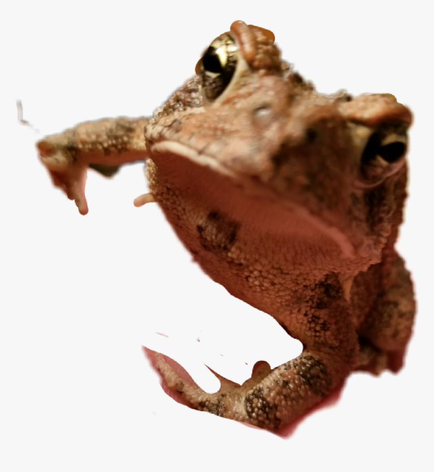 ##toad #frog - True Frog, HD Png Download, Free Download