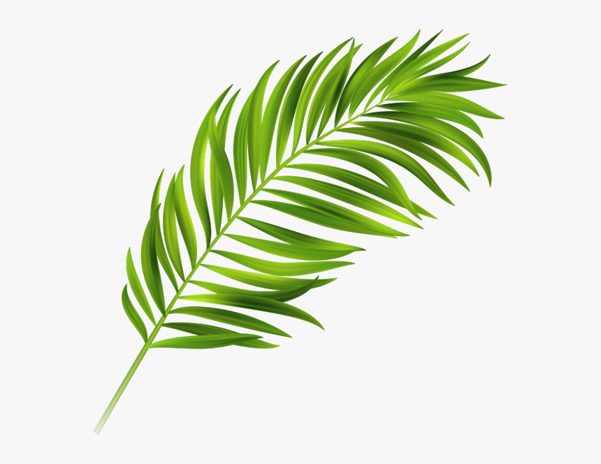 Image Result For Palm Leaves - Tropical Leaf Graphic, HD Png Download, Free Download