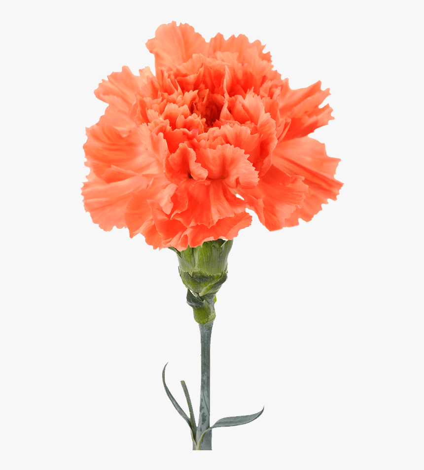 Orange Carnation , Png Download - Garofano Arancio, Transparent Png, Free Download