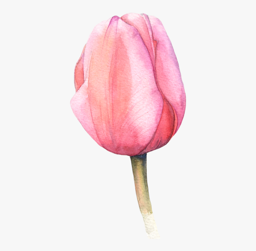 Macaroon Drawing Watercolour - Flowers Clipart Watercolor Tulip, HD Png Download, Free Download