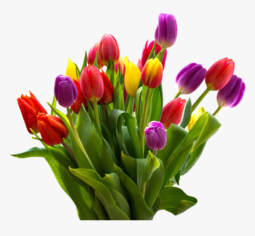 Easter Flower Png Transparent Images - Bunga Tulip Warna Warni, Png Download, Free Download