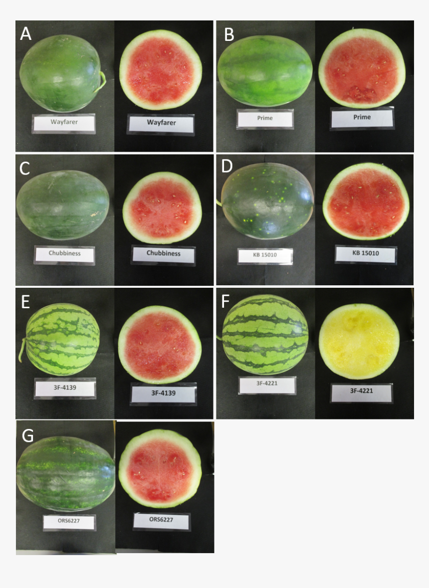 seedless-watermelon-varieties-in-2016-variety-trial-different-types