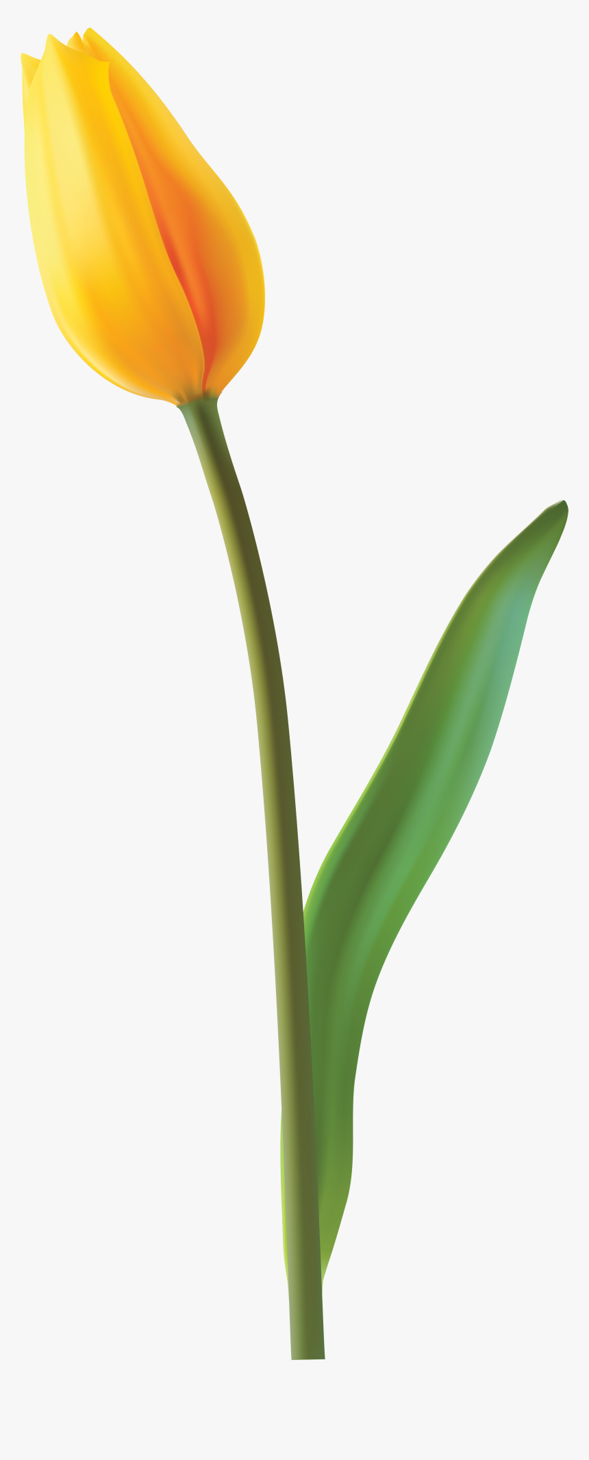 Transparent Easter Flowers Png - Png Tulip, Png Download, Free Download