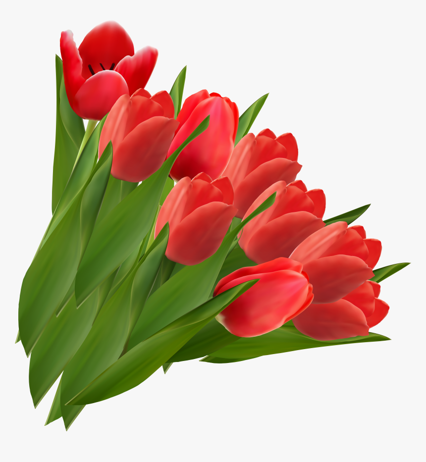 Tulip Png Image - Transparent Background Red Tulip Png, Png Download, Free Download