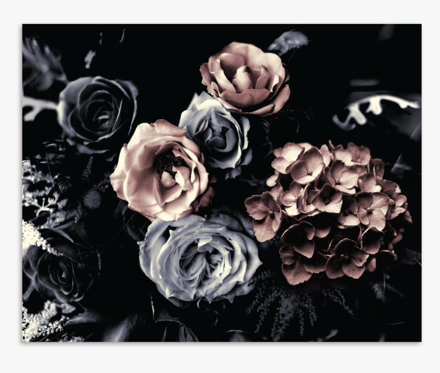 Wild Roses Bouquet - Garden Roses, HD Png Download, Free Download