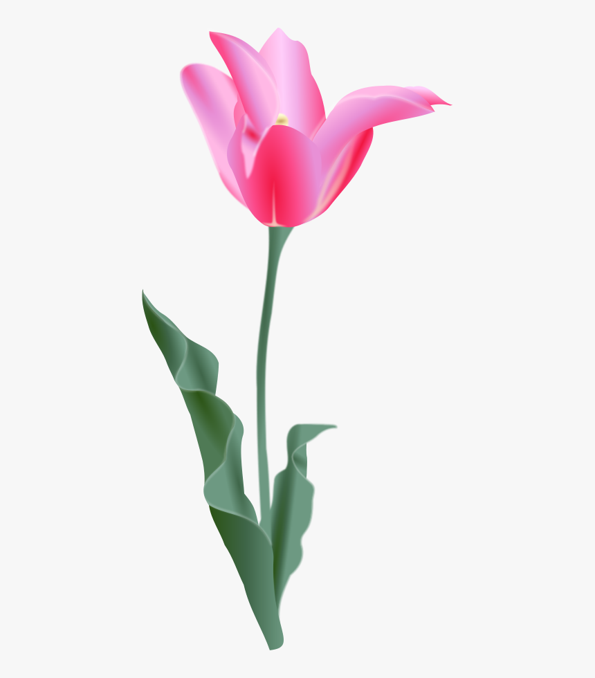 Tulip Svg Clip Arts - Tulip Clip Art, HD Png Download, Free Download