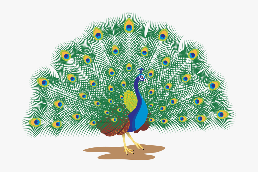 Download Peacock Png Transparent Images Transparent - Peacock With White Background, Png Download, Free Download