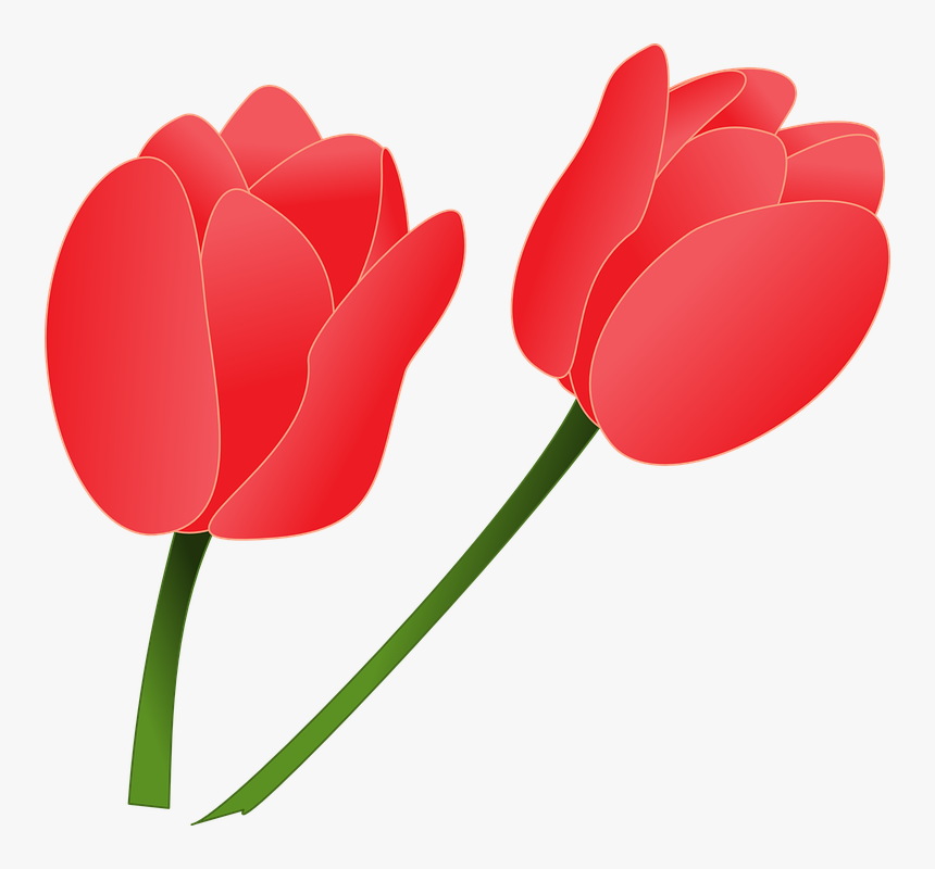 Pink Tulip Hd Photo Clipart - Clipart Of Tulip Flowers, HD Png Download, Free Download