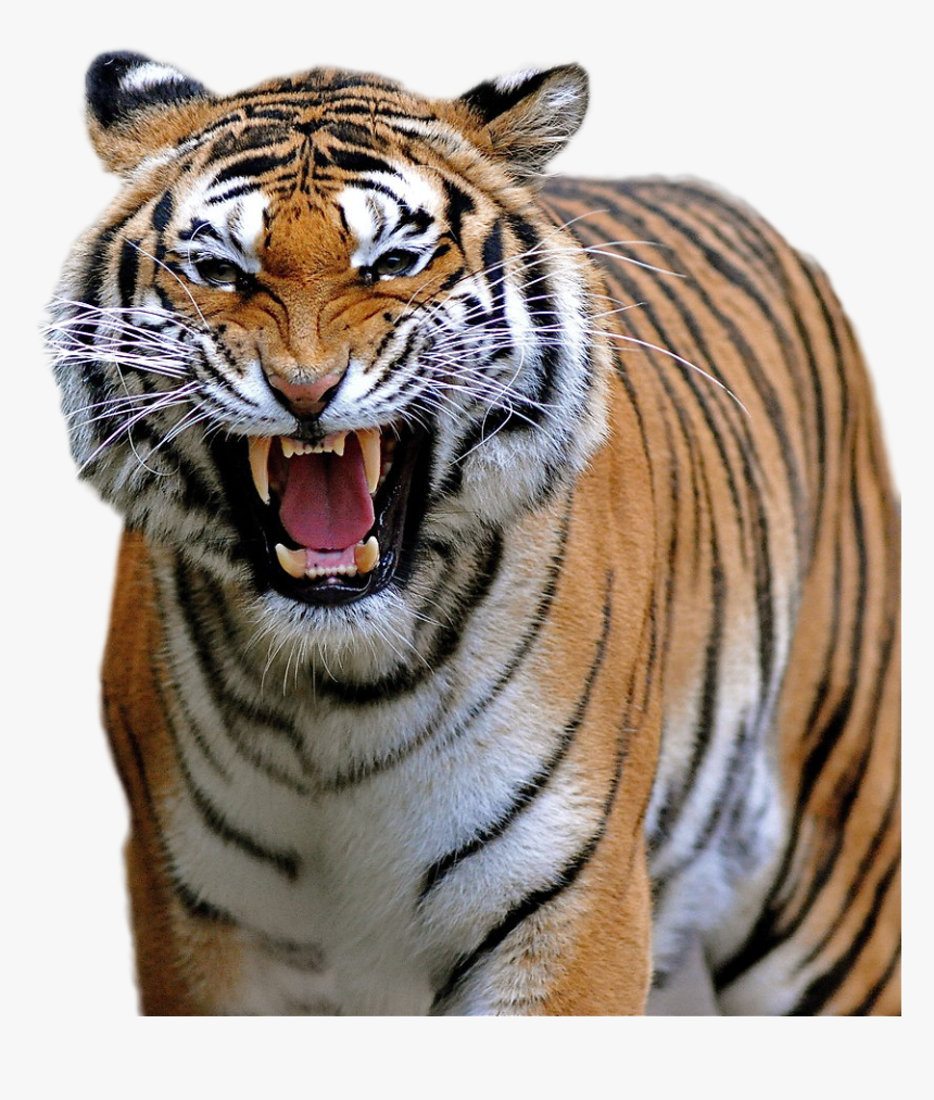 Tiger Png Image - Endangered Animals Facts, Transparent Png, Free Download