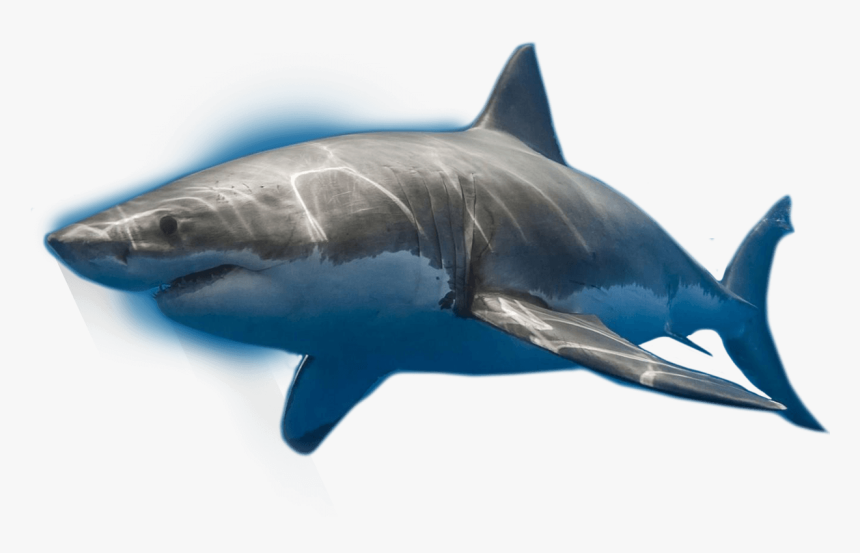 Shark,fish,fin,great White Shark,fish,marine Biology,marine - Great White Shark, HD Png Download, Free Download