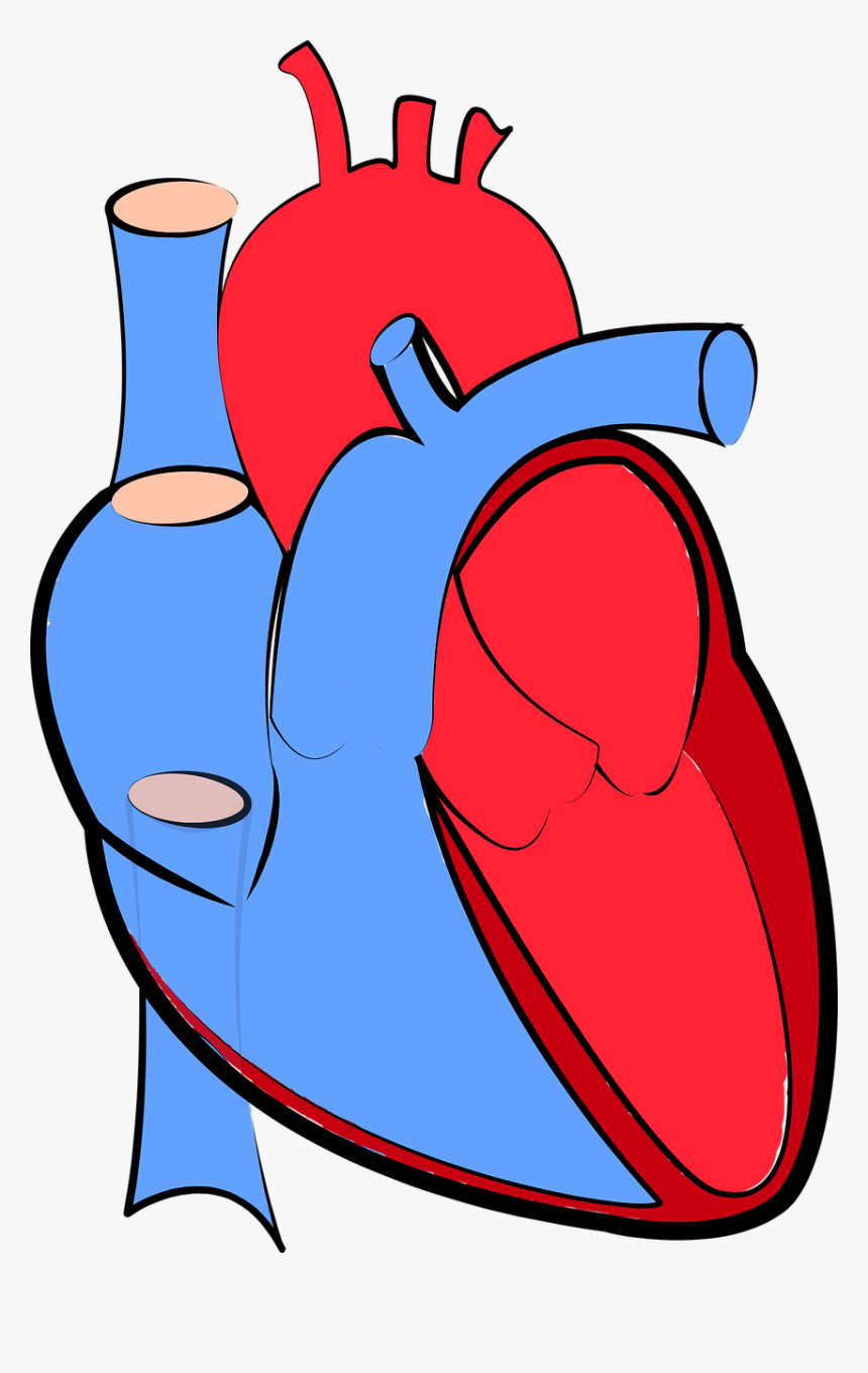 Human Heart, Blood Flow, Oxygenated And Deoxygenated - Transparent Background Human Heart Png, Png Download, Free Download