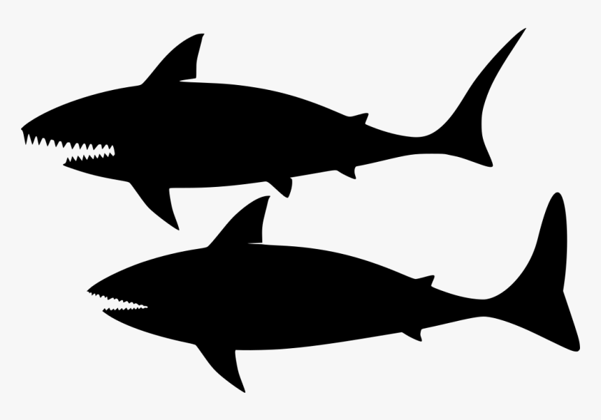 Download Png Shark- - Shark, Transparent Png, Free Download