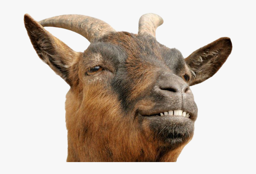 Goat Png Transparent - Goat Stock, Png Download, Free Download