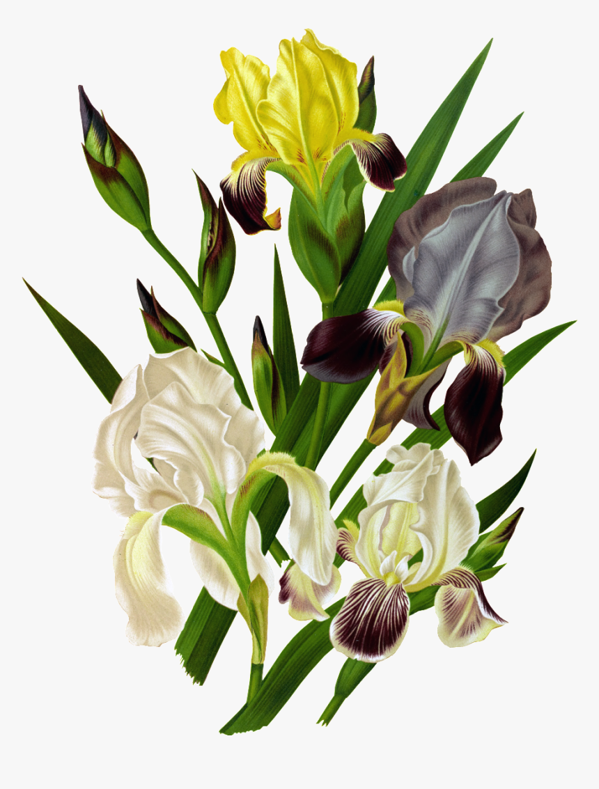 Hd White Orchid Png Element Design - Bouquet, Transparent Png, Free Download