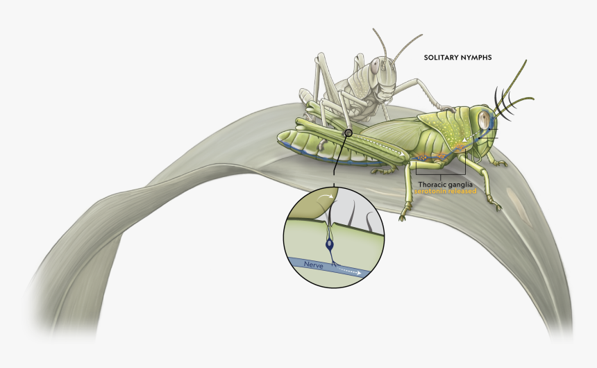 Locust National Geographic, HD Png Download, Free Download